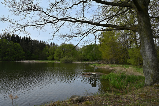 Rybník Velká Lípa.jpg